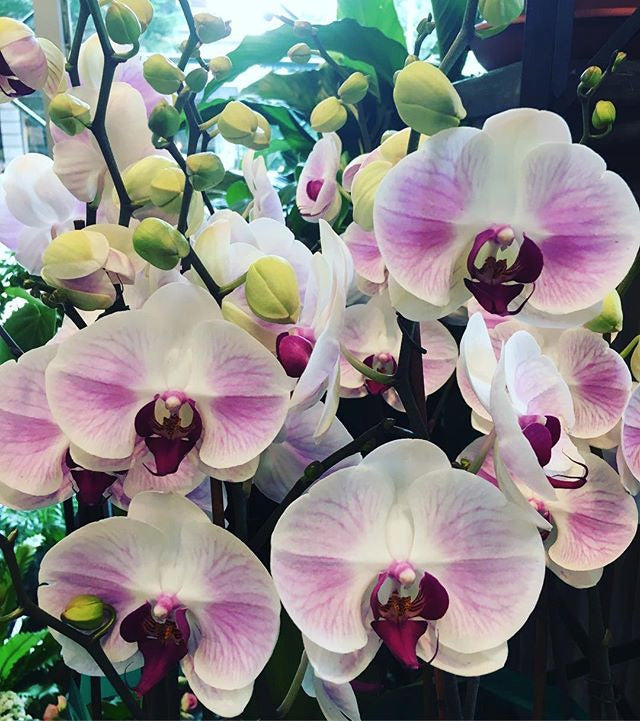 Phalaenopsis orchids in white and pink