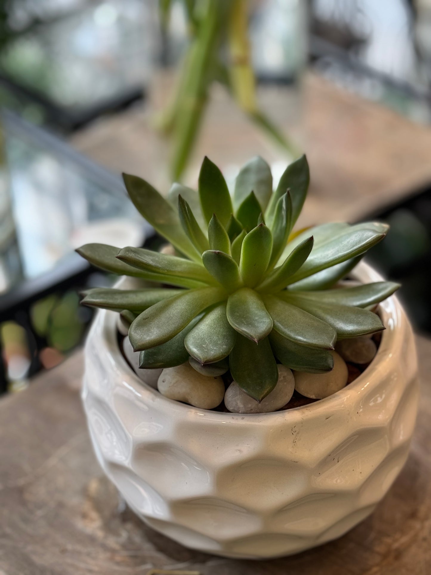 
                    
                      Low-maintenance succulent bowl plant arrangement – Jerome Florists NYC
                    
                  