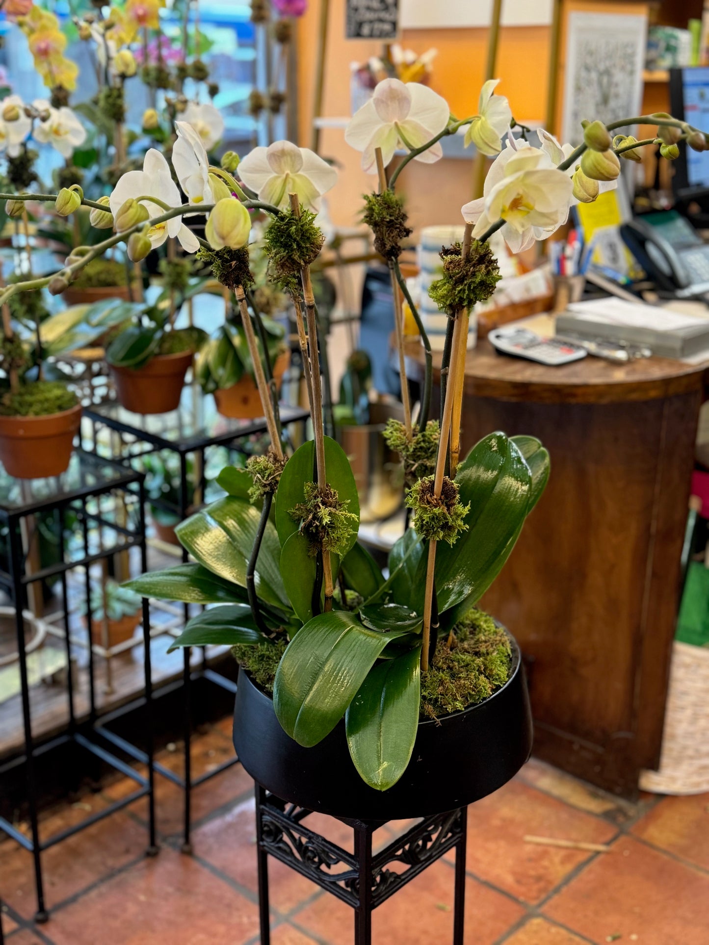 decorative orchids