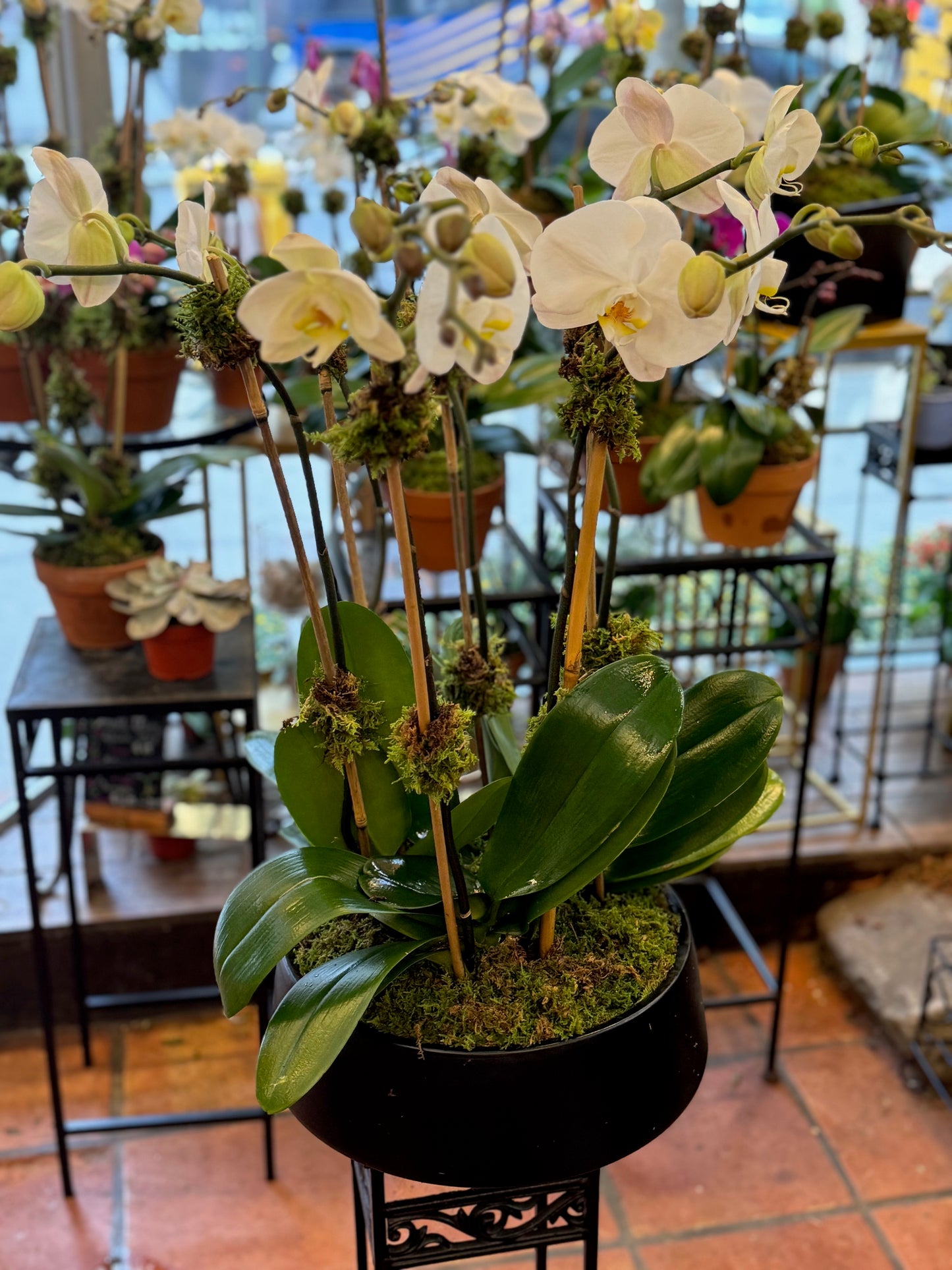 
                    
                      of orchids consists of 3,4 or 5 plant
                    
                  