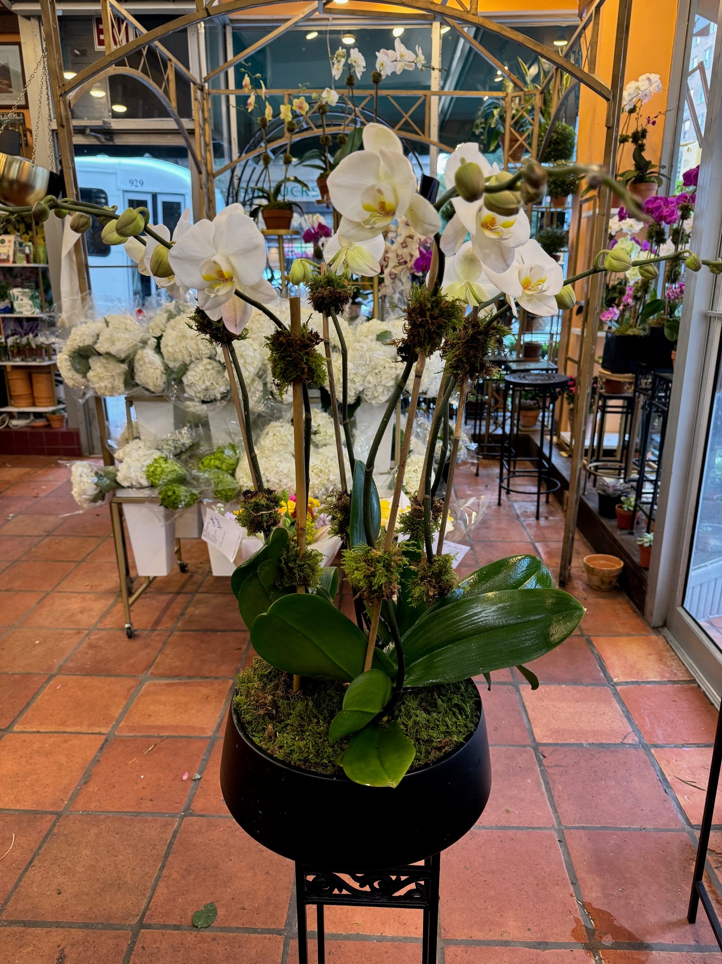 
                    
                      of orchids consists with mose
                    
                  