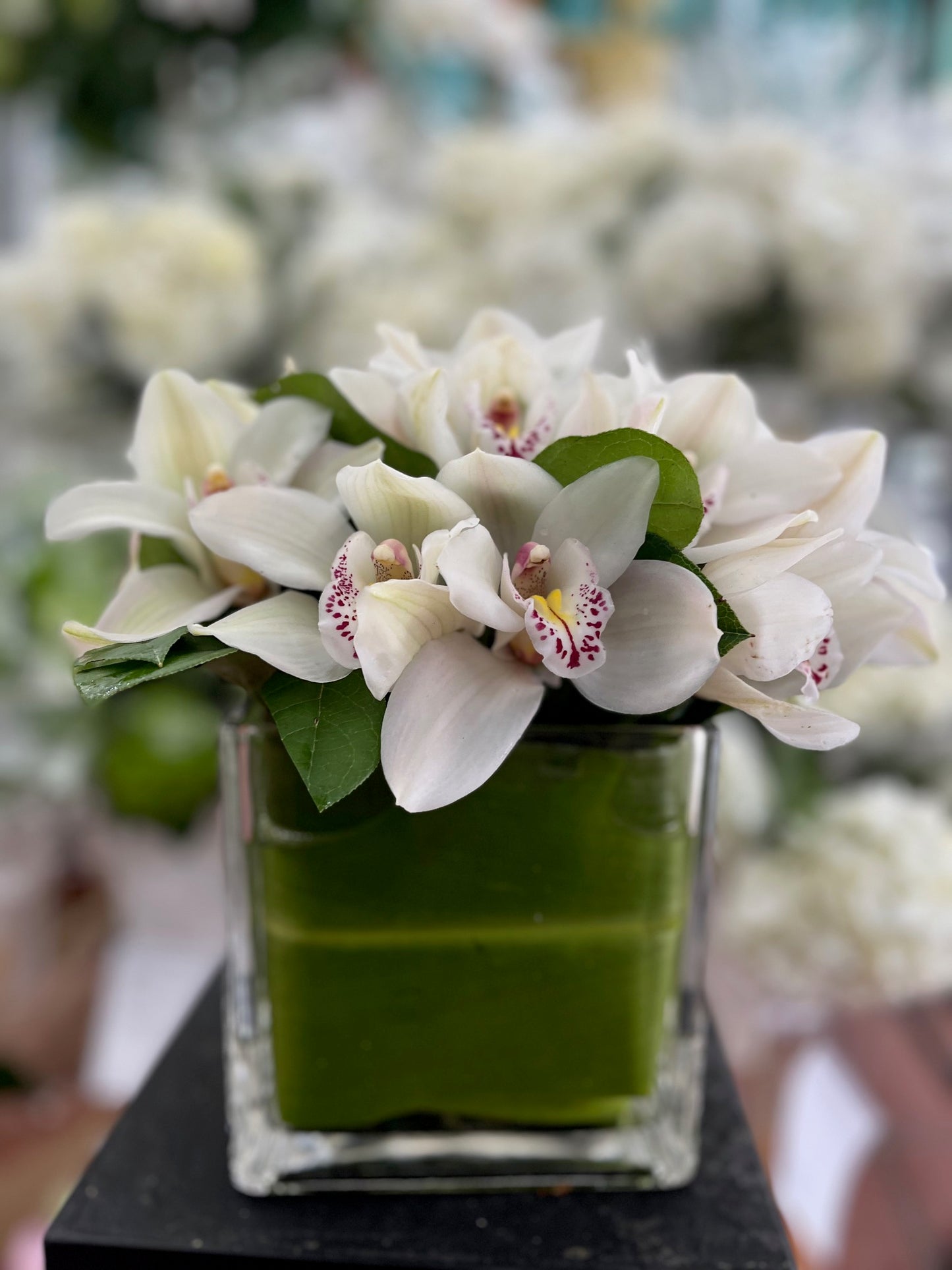 White cymbidium orchid heads in a clear cube with greens - Jerome Florists NYC