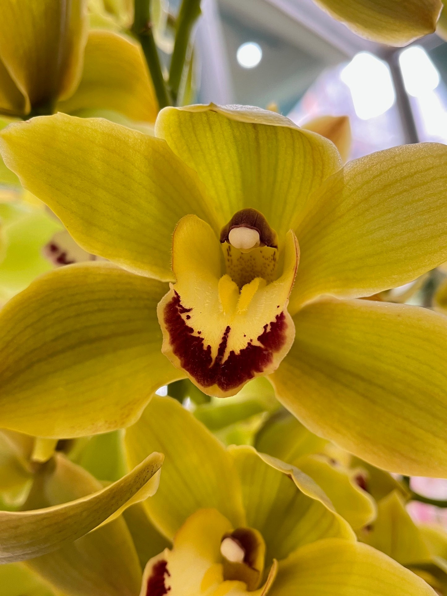 
                    
                      Yellow Cymbidium orchid head  - Jerome Florists NYC
                    
                  