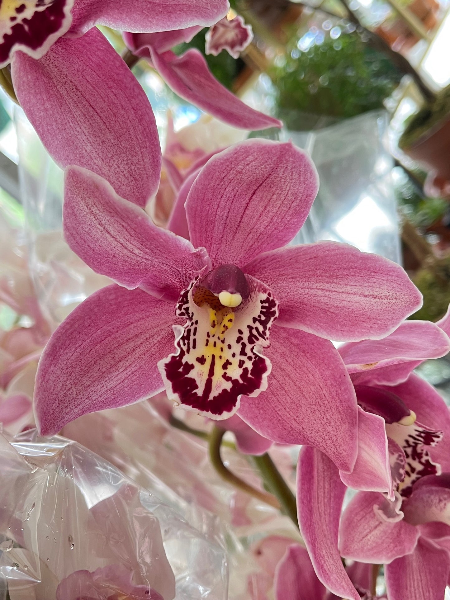 
                    
                      Pink cymbidium orchid head  - Jerome Florists NYC
                    
                  