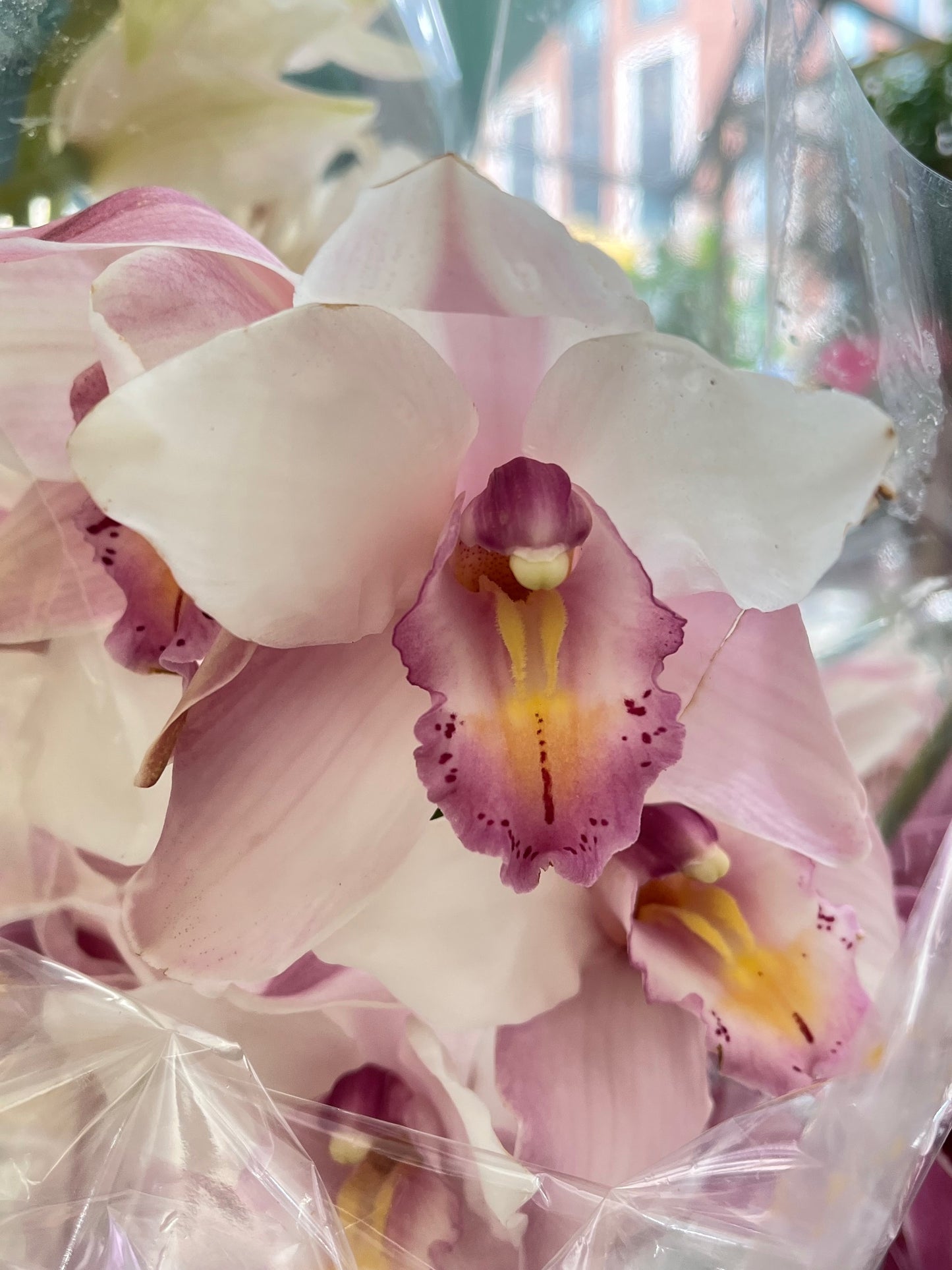 
                    
                      White Cymbidium orchid head  - Jerome Florists NYC
                    
                  