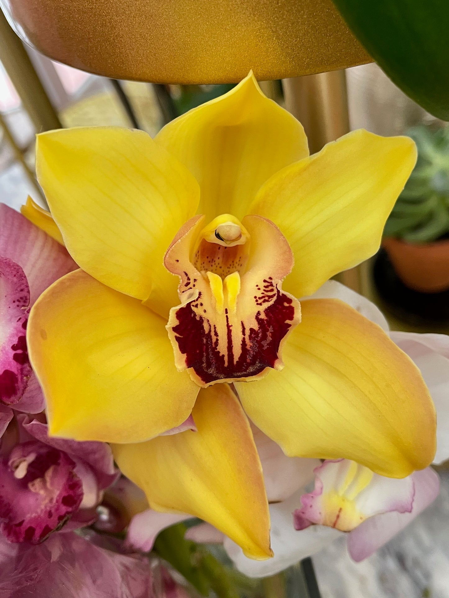 
                    
                      Yellow Cymbidium orchid head  - Jerome Florists NYC
                    
                  