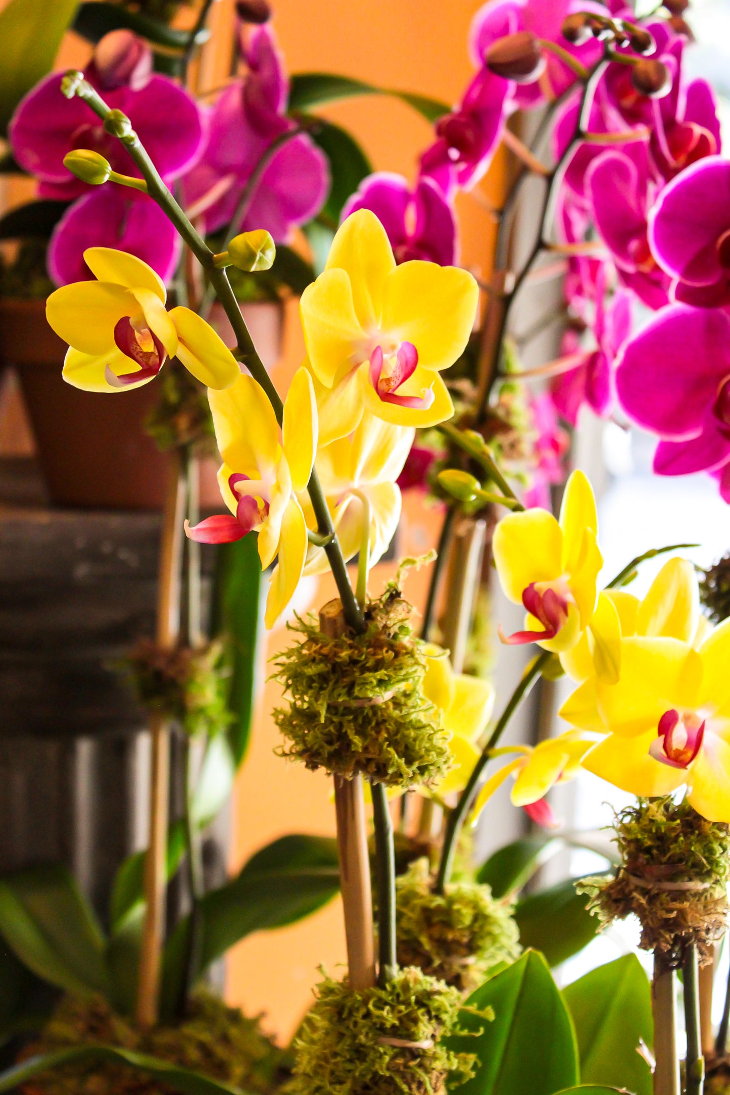Premium Yellow triple orchid Phalaenopsis orchid plant arrangement – Jerome Florists NYC