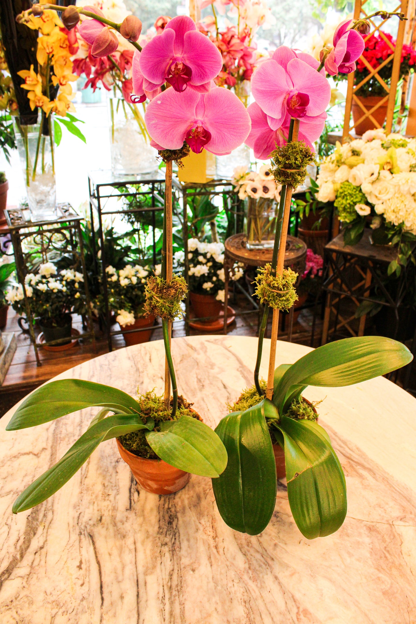 
                    
                      Pink Orchids - Jerome Florists NYC
                    
                  
