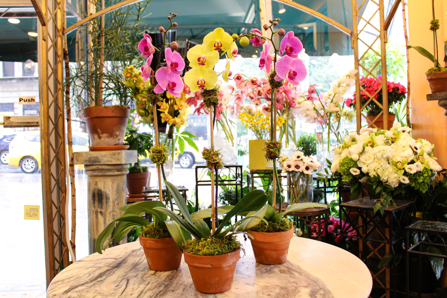 
                    
                      Yello and pink Orchids on terra cotta pot - Jerome Florists NYC
                    
                  