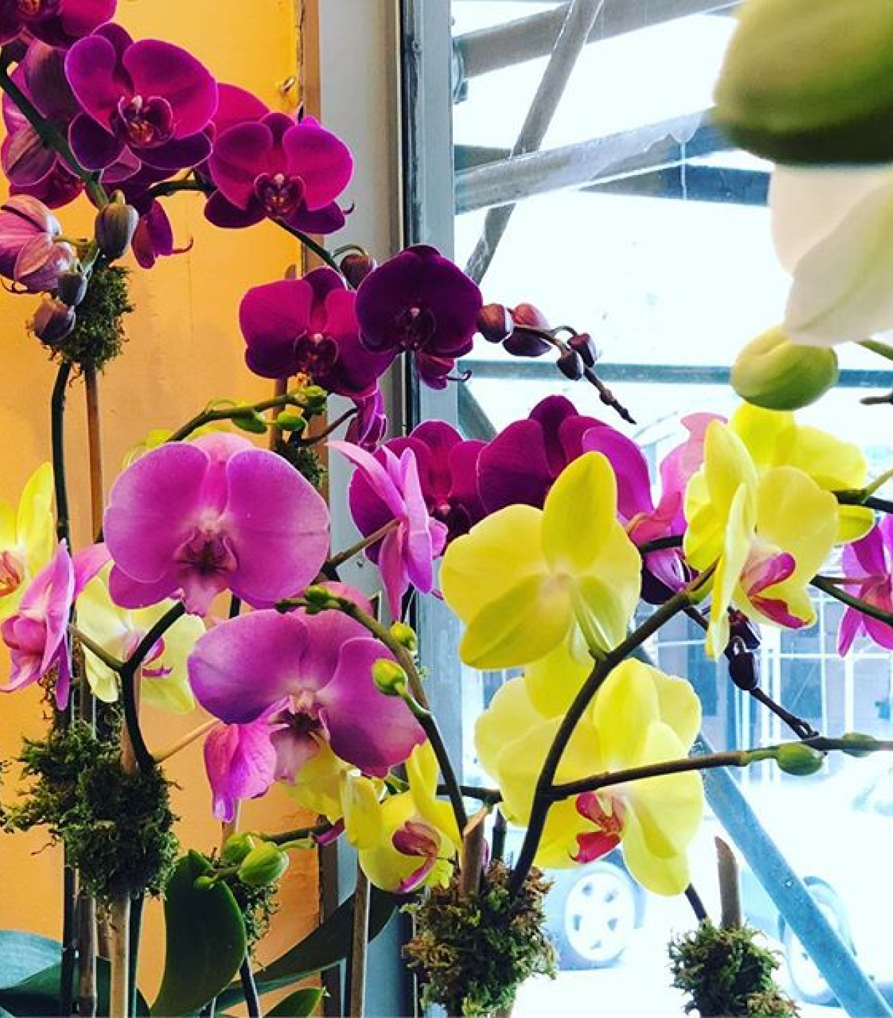 Colorful orchids with a blurred indoor background. Jerome Florists NYC Est. 1929