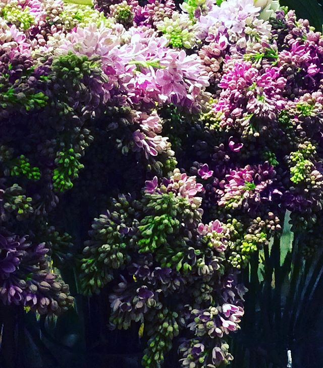 Lilac in vase in store. Jerome Florists 96th and Madison NYC