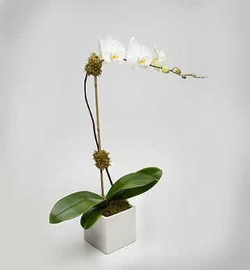 Classic white Phalaenopsis orchid plant in ceramic – Jerome Florists NYC