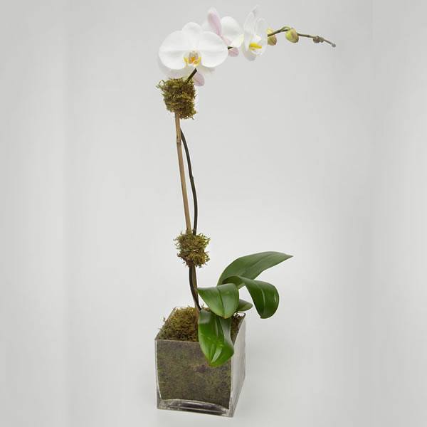 Classic white Phalaenopsis orchid plant in pot – Jerome Florists NYC