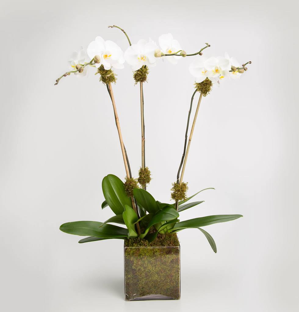 Premium triple Phalaenopsis orchid plant arrangement – Jerome Florists NYC