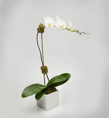 Petite white Phalaenopsis orchid plant – Jerome Florists NYC